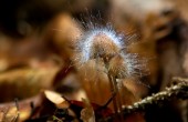 Foto "Schimmel-Pilz" : © Torsten Rempt / pixelio.de