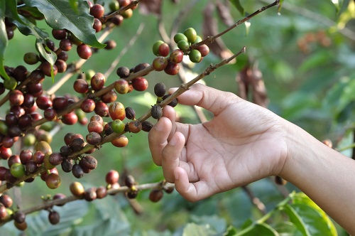 Pflücken der Kaffeebohnen