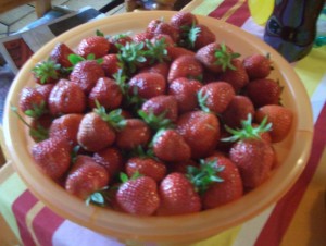 Beim Erdbeeren pflücken gibt es einiges zu beachten