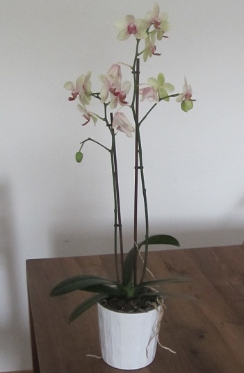 Orchidee Grünpflanze