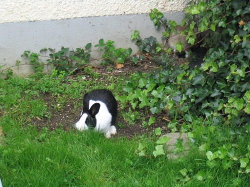 Im Freiand fühlen sich Kaninchen wohl