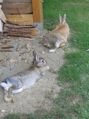 Kaninchen bei der Mittagsruhe